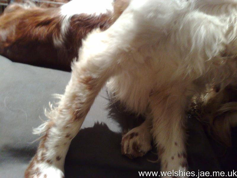 2009-12-10 03.jpg - Zen's leg at 2½ months after the op - fur, but no feathers